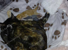 American shorthair kittens