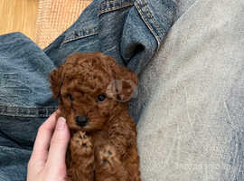 Toy Poodle Dogs And Puppies Uk | Find Puppies And Dogs At Freeads Uk'S #1  Classified Ads