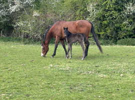 QH x filly to make 15hh
