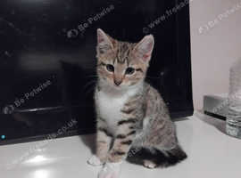 Male tabby