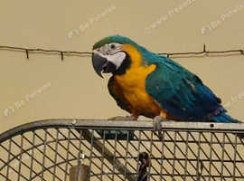 Macaw parrot