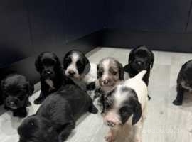 Cocker spaniel sale puppies yorkshire