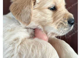 Gorgeous Golden Retriever Puppies