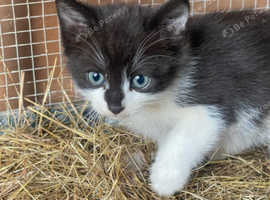Ragdoll kitten for Bargain