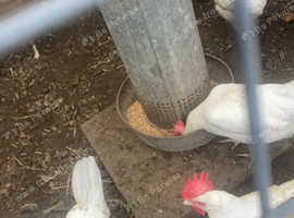 White star eggs