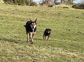 Pedigree hutaway pups