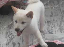 Beautiful Shiba inus boy