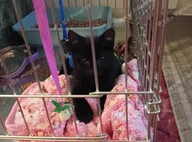 3 month black kitten male