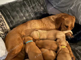 Outstanding litters of labrador puppies
