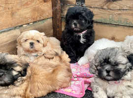 Malshi (shih Tzu Maltese) Puppies In Canterbury Ct4 On Freeads 