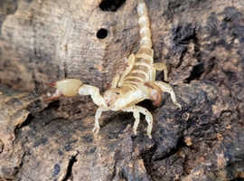Israeli Gold Desert Scorpion (Scorpio Maurus) at Birmingham Reptiles