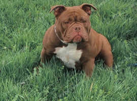 Small pocket bully for sale