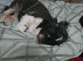 3 male shih tzu puppies