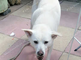 Husky GSD