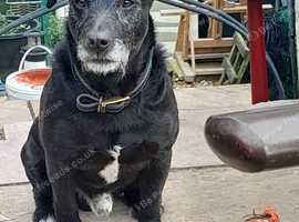 MALE PATTERDALE