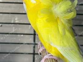Bay Budgies's