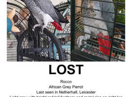 African Grey named Rocco