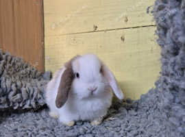 Stunning baby rabbits READY NOW !!