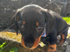 Female Miniature dachshund puppies