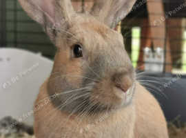 6 months old rabbit with cage