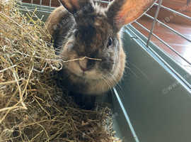 Indoor Rabbit for good home