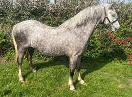 Stunning section A broodmare