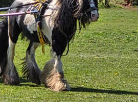 Cob gelding