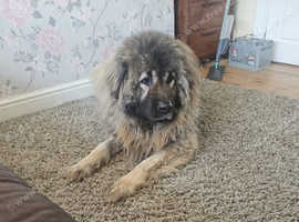 Caucasian shepherd bitch