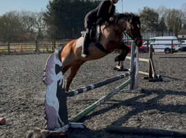 Family pony 13.2 gelding