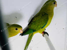 Parakeets in Devon Birds Freeads