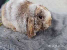 Mini Lop Rabbit Cost Mini Lop Rabbit in Gosport on Freeads Classifieds - Mini Lops classifieds
