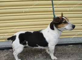 jack russell female