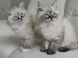 Tica Registered pure bred Ragdoll kittens available for sale