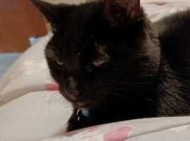 7 Yr old black cat