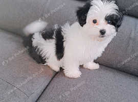 Malshis puppy (Maltese x shih tzu) for sale