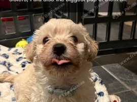Westiepoo boy puppy