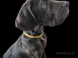 KC Registered Adorable Great Dane Pups. *Last boy*
