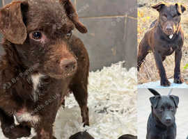 Patterdale, pats, patterdales, patterjack,