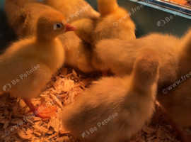 Emden X Toulouse goslings