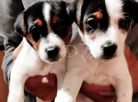 2 male puppy miniature Jack Russell's black and white for sale