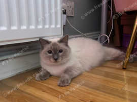 Willow looking for forever home