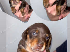 Full Bred Miniature Dachshund Puppies! In Crewe On Freeads Classifieds 