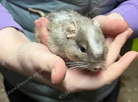 Family of 3 female degus