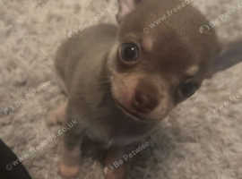 KC Registered XXX Small Tea cup Apple Head Chihuahua lilac Tri Ready to go to there forever homes