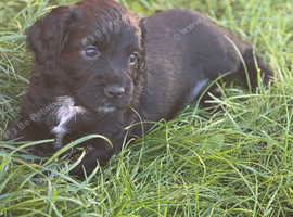 Cockalier puppies