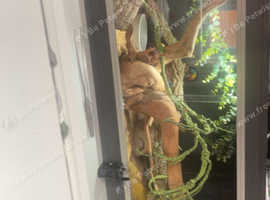 4 ft new reptile vivarium with lighting, heating and accessories
