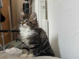 Beautiful maine coon mix with her mother to rehome