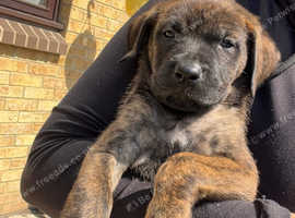 Rottweiler x Presa Canario puppies