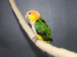 Baby Yellow Thigh Caique,21