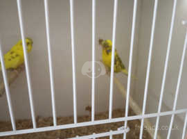 Pair of budgies for sale £30